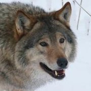 Nawulf